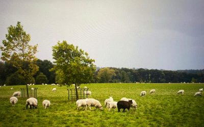 Ewhurst Park – the start of my farming journey