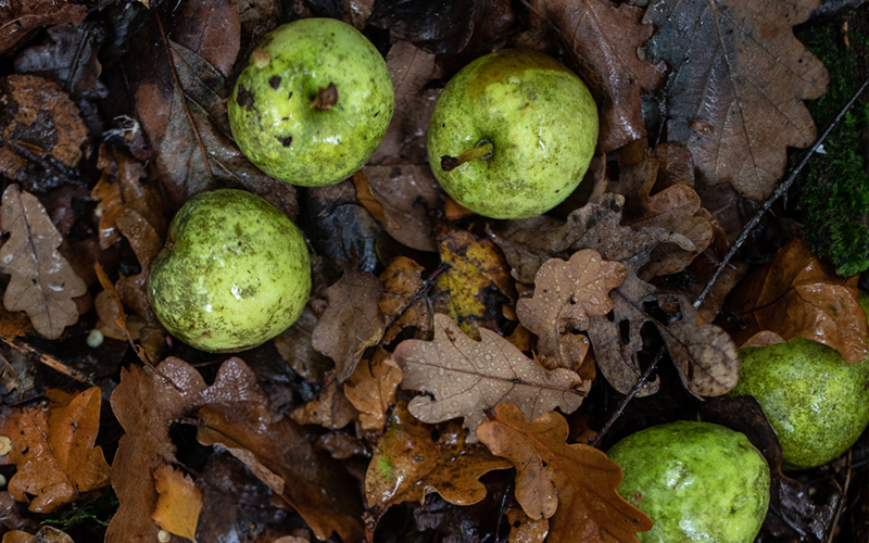 How Eating Local and Seasonal Foods Can Combat Climate Change