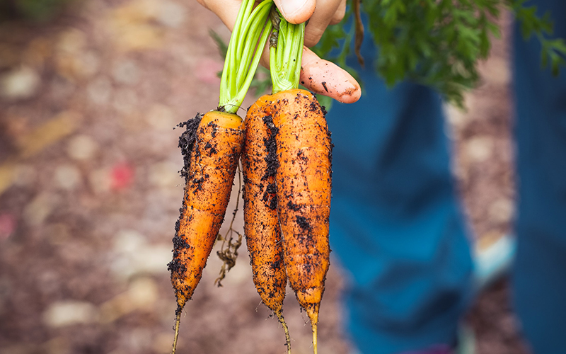 How Organic Food Fights Climate Change