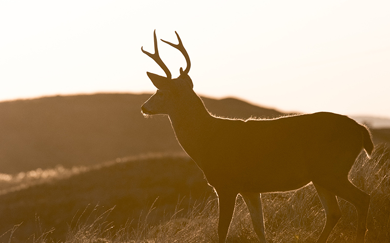 Rewilding Takes the Centre Stage: Prime Minister Boris Johnson Says He Will Rewild the Country!