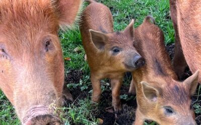 Ewhurst Park Animal Spotlight: Piglets