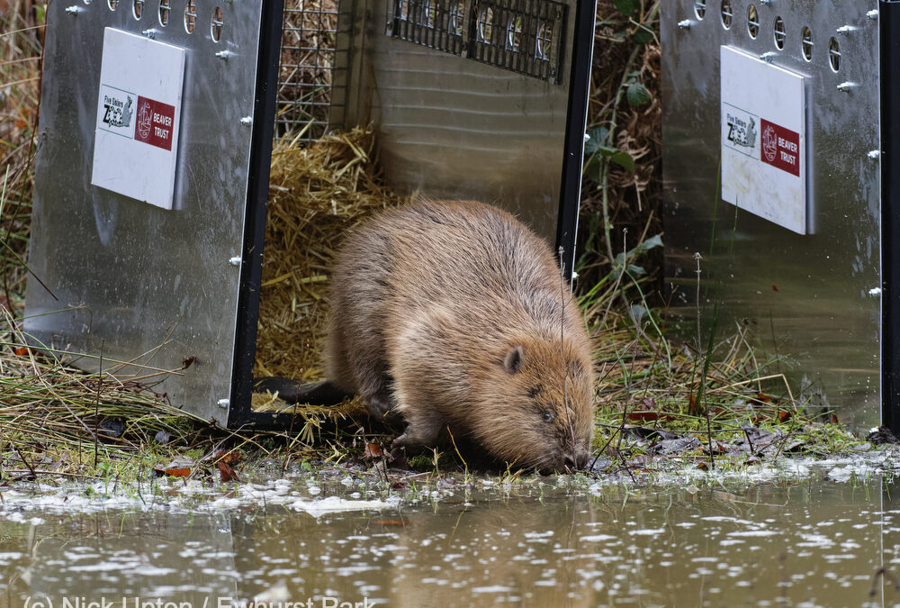 Beavers released into the wild at Ewhurst Park