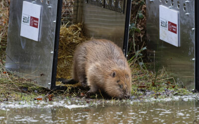 Beavers released into the wild at Ewhurst Park