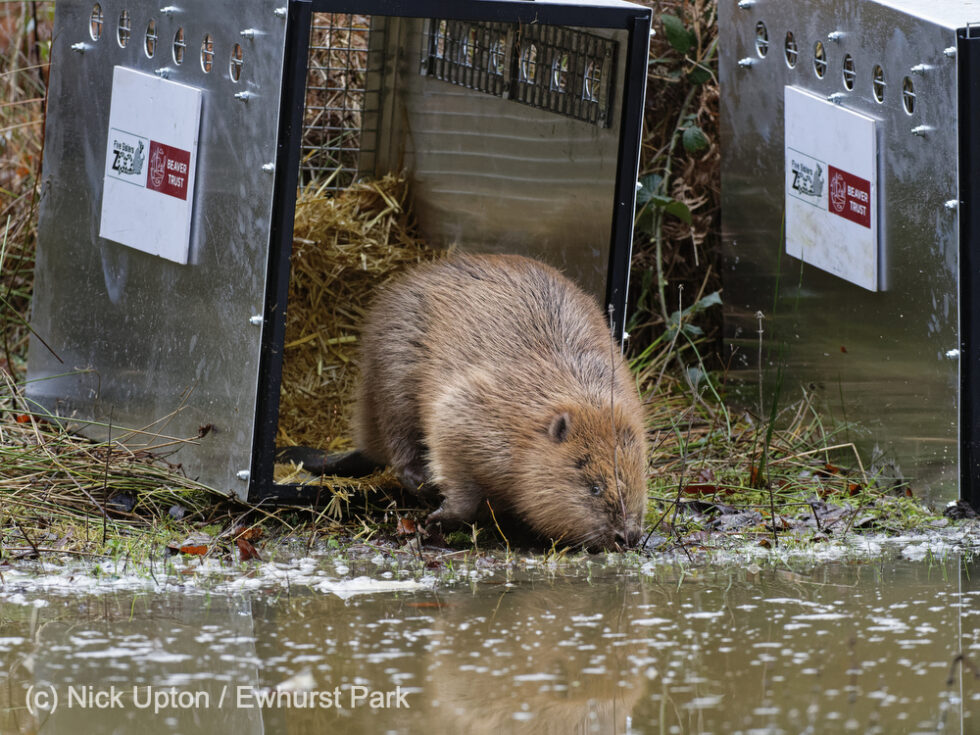 Beavers released into the wild at Ewhurst Park Mandy Lieu