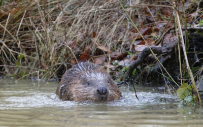Update on the Ewhurst Park beavers: Chompy and Hazel settling in nicely