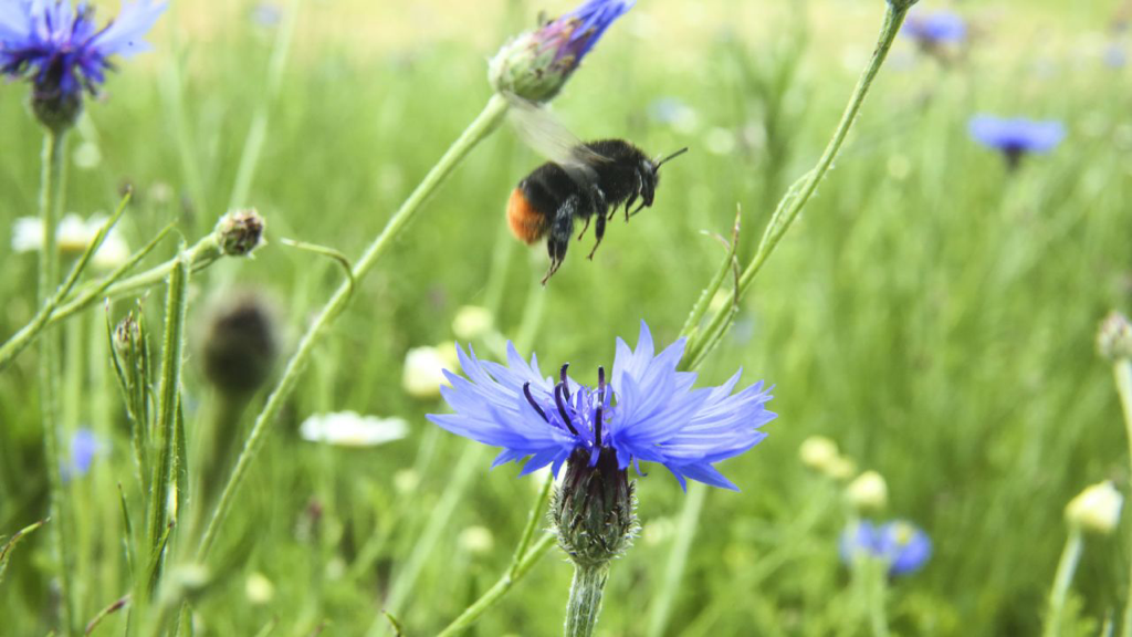 First ‘bee audit’ carried out at Ewhurst Park