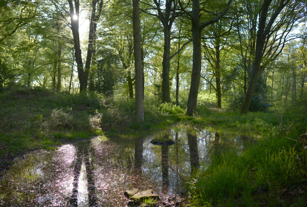 Ewhurst Park ancient woodland