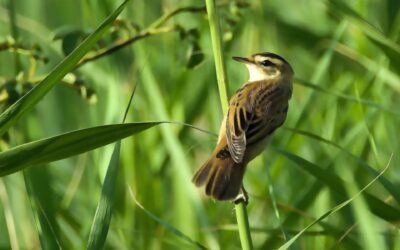 Aquatic warblers and other birds arrive at Ewhurst Park