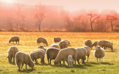 The case for fewer sheep