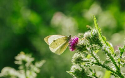 Ewhurst Park nominated for a wilding award