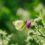Ewhurst Park nominated for a wilding award